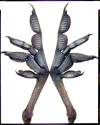 Диалоги С Фрэнсисом Бэконом. Чаепитие с Х. Р. Гигером