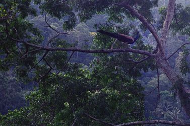 Sri Lanka Jungle | Шри-Ланка Джунгли