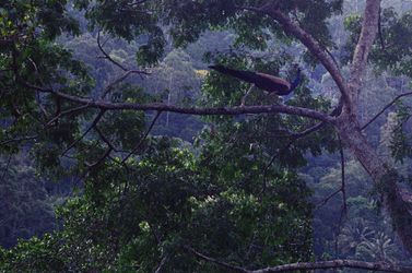 Sri Lanka Jungle | Шри-Ланка Джунгли