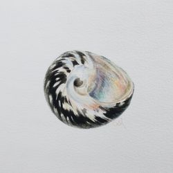 Перламутровая