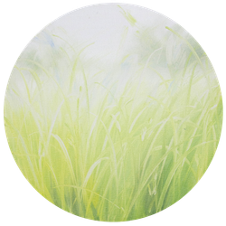 Травы 260203-1. Неон