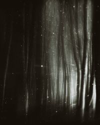 Волшебный лес