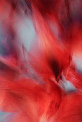 Альстромерия №3