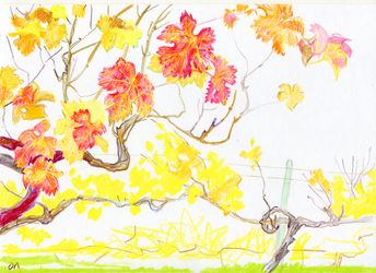 Желтый виноградник