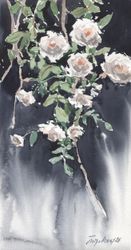 Садовые розы