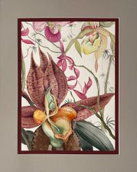 Орхидеи. Серия "Ботаника"