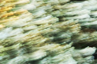 Из серии "Исчезнуть, замолчать, услышать"