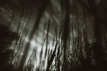 Волшебный лес