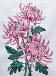 Хризантемы