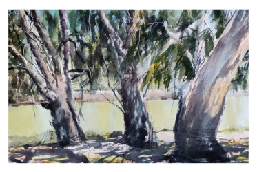 Эвкалипты у реки в жаркий день