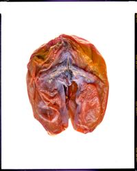 Диалоги С Фрэнсисом Бэконом. Iris Apfel DIY Set/ Étude B