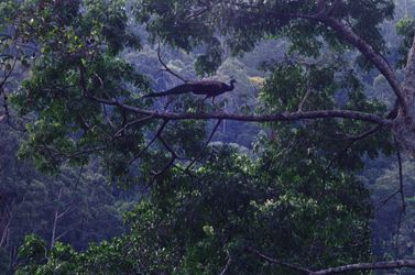 Sri Lanka Wild Peafowl | Шри-Ланка Дикий Павлин