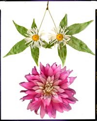 Chamomile/Ромашка