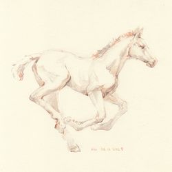 Foal 1