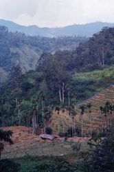 Sri Lanka Tea Fields | Шри-Ланка Чайные Плантации