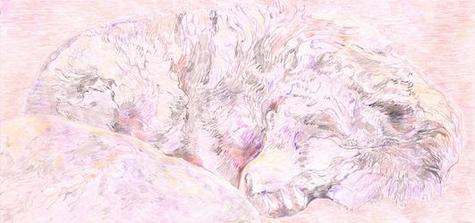 Гималайский медведь в Калининградском зоопарке