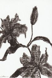 Lily 02