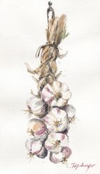 Связка чеснока