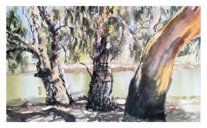 Эвкалипты у реки в жаркий день