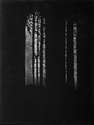 Dark forest 1