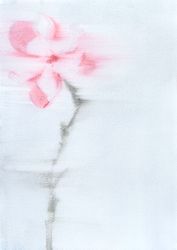 Лист / магнолия