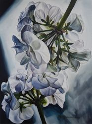 Пеларгония