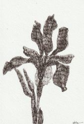Iris 01