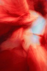 Альстромерия №1