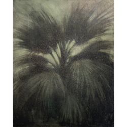 Вашингтония