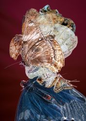 Реминисценции