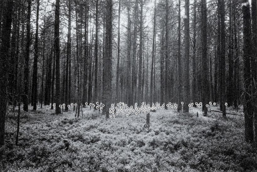 Северный лес (Чакола)