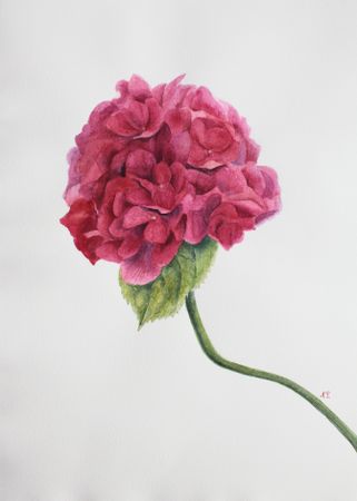 Любовь Фонарева (Авторская графика - 
                  30 x 42 см) Гортензия