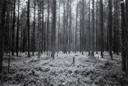 Устина Яковлева (Фотография - 
                  15 x 10 см) Северный лес (Чакола)