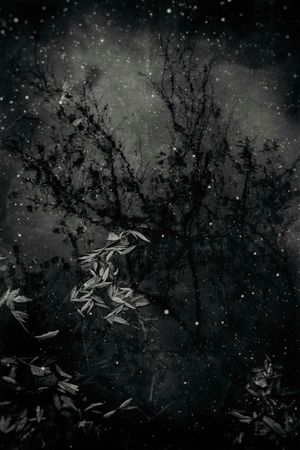 Зара Нехай (Фотография - 
                  60 x 80 см) Отражение осени