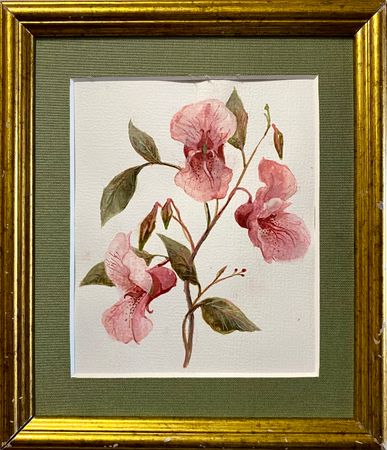 Алина Буглеева (Авторская графика - 
                  19.5 x 22 см) Недотрога