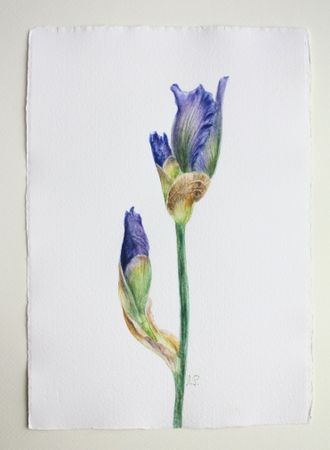Любовь Фонарева (Авторская графика - 
                  21.3 x 30.3 см) Ирис. Бутоны