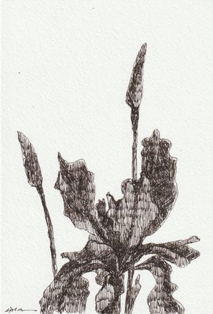 Виктория Зарецкая (embrassé par la muse) (Авторская графика - 
                  13 x 18.7 см) Iris 03