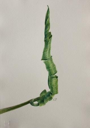 Любовь Фонарева (Авторская графика - 
                  21.8 x 30.5 см) Завиток. Лист монстеры