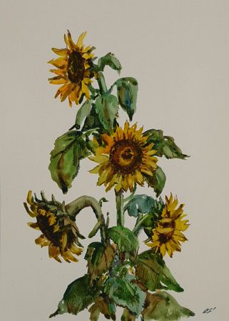 Елена Санина (Авторская графика - 
                  30 x 42 см) Последние подсолнухи