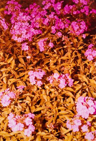 Екатерина Лукошкова (Фотография - 
                  30 x 42 см) Dead leukocytes on the pink body of tyranny