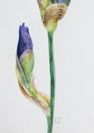 Любовь Фонарева (Авторская графика - 
                  21.3 x 30.3 см) Ирис. Бутоны