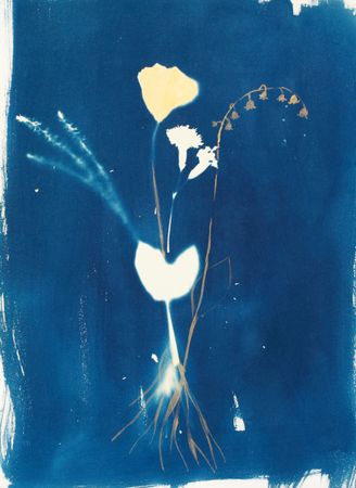 Дарья Парий (Авторская графика - 
                  28 x 38 см) Гвоздика Leningrado