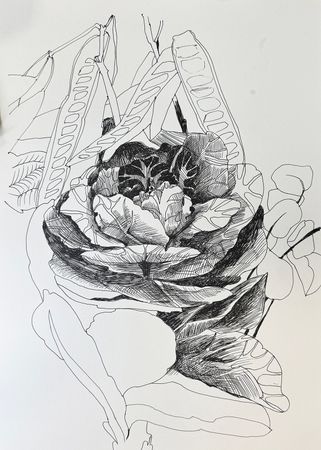 Валерия Зимятова (Авторская графика - 
                  30 x 40 см) Капуста декоративная