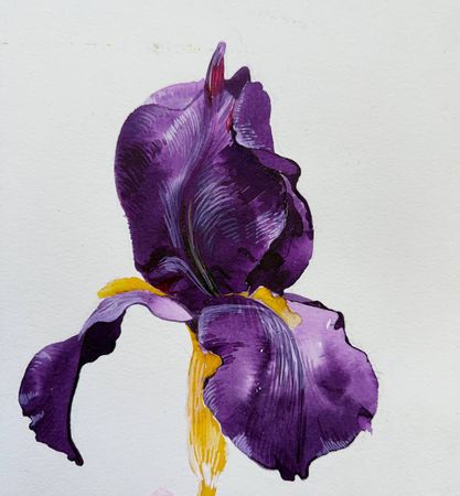 Алена Сокольникова (Авторская графика - 
                  24.5 x 24 см) Ирис