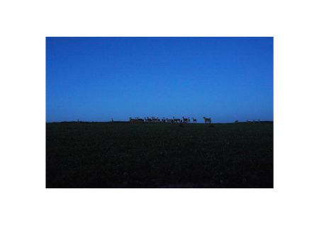 Евгений Молодцов (Фотография - 
                  undefined x undefined см) Евгений Молодцов. Вепсский лес VIII