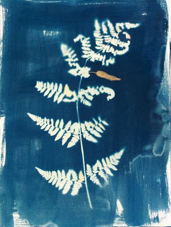 Дарья Парий (Авторская графика - 
                  28 x 38 см) Папоротник Aculus