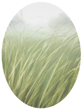 Татьяна Прокшина (Картина, живопись - 
                  30 x 40 см) Травы 260203-2. Движение