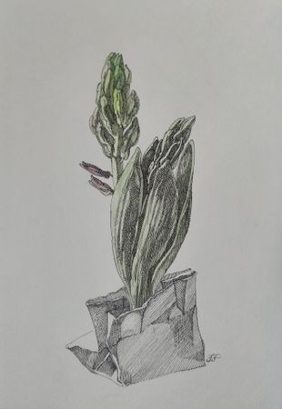 Наталия Рокотова (Авторская графика - 
                  20 x 29 см) Гиацинт