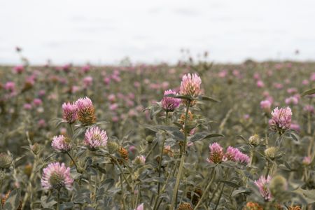 Валентина Кулешова (Фотография - 
                  96 x 66 см) The clover