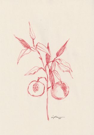 Виктория Зарецкая (embrassé par la muse) (Авторская графика - 
                  21 x 29.7 см) Abricots